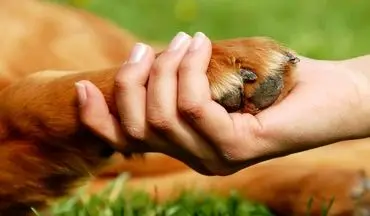 حیوانات خانگی خطرناک: 18 گونه که باید از نگهداری آنها خودداری کنید + ویدئو
