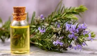 روغن رزماری برای رشد مو معجزه می کند