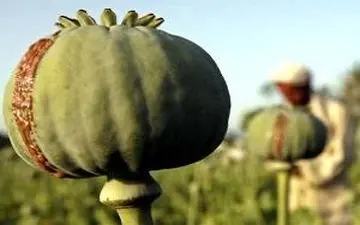 کشت تریاک در دماوند + فیلم