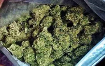 کشف گل‌های مخدر در سراب نیلوفر کرمانشاه

 