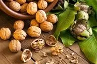 کاهش چشمگیر خطر ابتلا به آلزایمر با مصرف منظم گردو