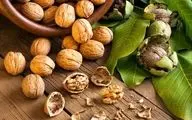 کاهش چشمگیر خطر ابتلا به آلزایمر با مصرف منظم گردو