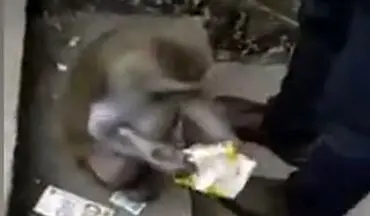 میمون سارق برای یافتن غذا جیب مردم را خالی می‌کند! +فیلم