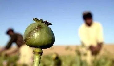 برخورد جدی با کشت خشخاش در کرمانشاه/ فروش خشخاش در عطاری‌ها جرم است 

