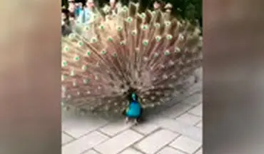 لحظه‌ای که طاووس پرهایش را باز می‌کند