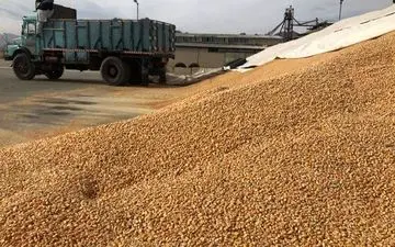 توزیع نهاده‌های دامی در کرمانشاه از مرز ۲۷ هزار تن گذشت     