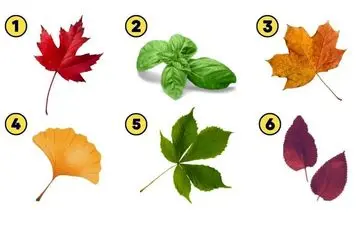 شخصیت خود را با این تست فاش کنید