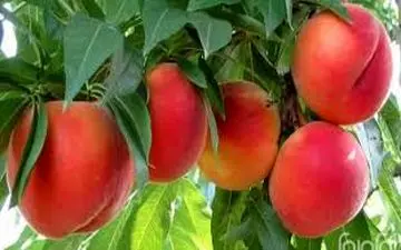 7مزیت فوق العاده هلو/ از کاهش وزن تا کاهش سرعت پیری!