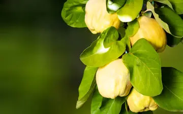 خواص میوه به برای پوست و مو