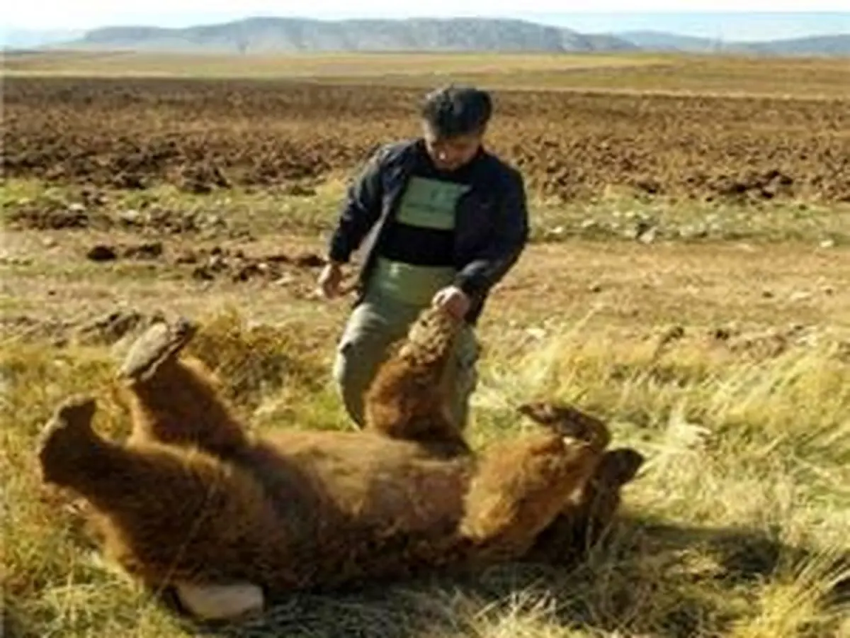 مرگ تلخ خرس قهوه ای در تصادف جاده ای / در کرمانشاه رخ داد + عکس
