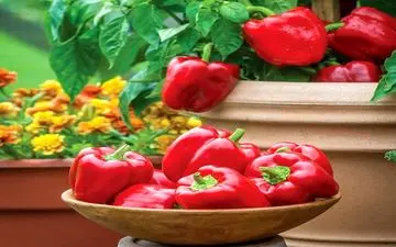 باورت میشه فلفل دلمه قرمز این خواص شگفت انگیز رو داشته باشه؟ بیا خودت بخون!