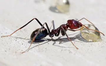 سرقت الماس گران‌قیمت توسط یک مورچه‌+فیلم