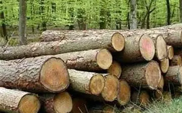 رئیس اداره منابع طبیعی کردکوی خبرداد: کشف ۲۳ تنه کاج قاچاق در کردکوی