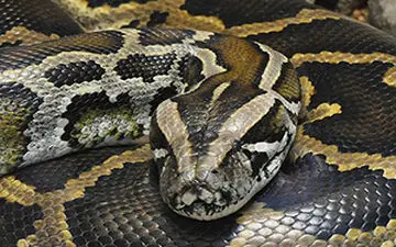 لحظات نفس‌گیر بلعیدن تمساح توسط مار غول پیکر + فیلم 