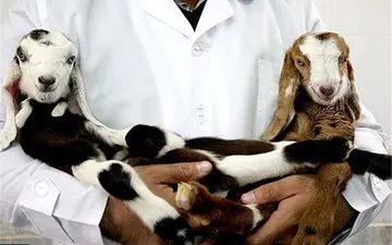 اثبات ادعای بزرگ در تولد حیوان شبیه سازی شده