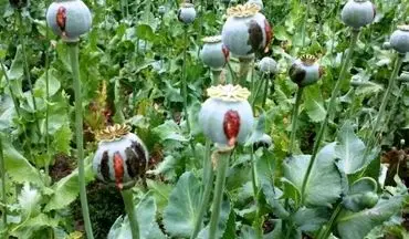 کشت خشخاش در ایران تعیین تکلیف شد | هشدار وزارت بهداشت از بحران تریاک