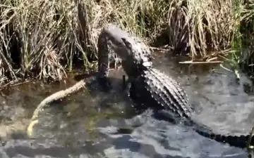 جدال مرگبار کروکودیل با مار پیتون غول پیکر!+فیلم