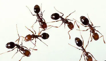 کشف مورچه انتحاری در جنوب شرقی آسیا
