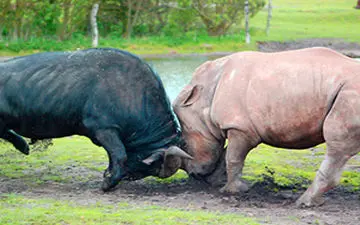 شاخ به شاخ شدن کرگدن و بوفالو+فیلم