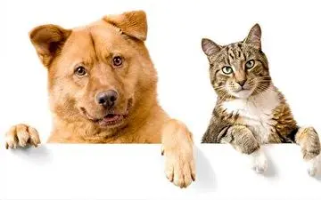 پایان تلخ دعوای سگ و گربه + فیلم 