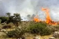 آتش‌سوزی در منطقه حفاظت‌شده هلن دوباره شعله‌ور شد