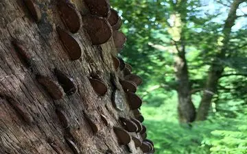 این درخت در انگلیس پول می دهد!