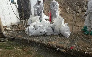 شناسایی پنجمین کانون آنفلوآنزای فوق حاد پرندگان در کرمانشاه