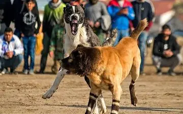 حادثه تلخ برای کودک ۸ساله در بازی سگ دعوا!