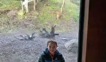 لحظه حمله ببر به پسر خردسال در باغ وحش