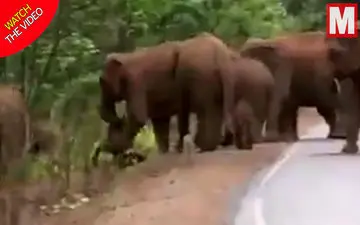 تشییع جنازه باورنکردنی گله فیل‌ها برای یک بچه فیل! 