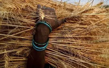 
ممنوعیت صادرات گندم در هندوستان