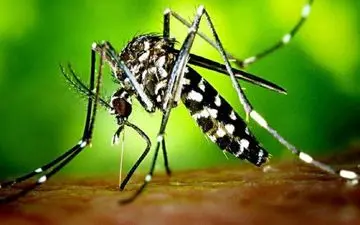 پشه ناقل مرگ: چگونه از گزش پشه های ناقل تب دنگی در امان بمانیم؟
