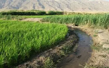 شلتوک‌ها در سرابله ایلام به روایت تصویر