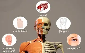این اعضای بدن همیشه بیکارند؟!
