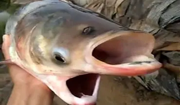 صید یک ماهی عجیب با چهار چشم و دو دهان + فیلم 