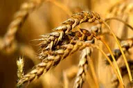 قیمت گندم برای سال جاری مشخص شد؟ 