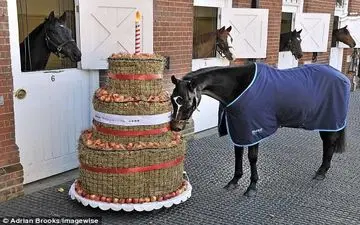 عکس/ کیک تولد یک اسب