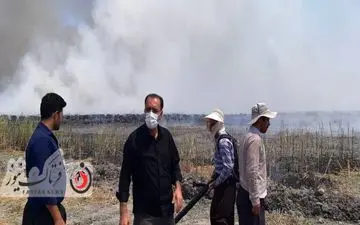 آتش سوزی در تالاب هشیلان+فیلم و عکس