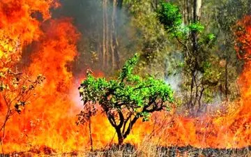  تالاب بین المللی میانکاله همچنان در آتش می‌سوزد