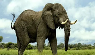 رفتار جالب فیل حامی طبیعت در مواجهه با زباله + فیلم