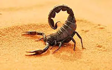 مرگ کودک جاسکی بر اثر عقرب گزیدگی
