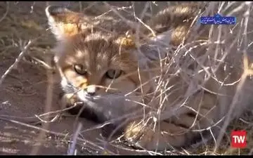 گربه شنی؛ تنها گربه‌ ای که در بیابان ‌ها زندگی می‌کند