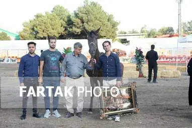  چهارمین جشنواره ملی زیبایی‌های اسب (تاق‌بستان)  جشنواره اسب اصیل کُرد