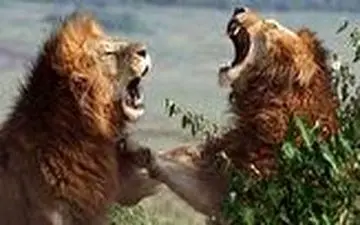 جنگ خونین ۲ شیرنر خشمگین با یکدیگر