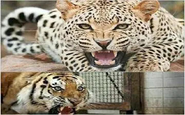 اشتباه احمقانه بازدید کننده باغ وحش به دریده شدن او توسط 2 ببر منجر شد 