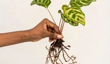 ادویه مفید برای گیاهان آپارتمانی؛ تقویت کننده و آفت کش