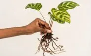 ادویه مفید برای گیاهان آپارتمانی؛ تقویت کننده و آفت کش