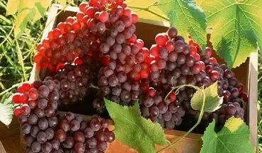 جشنواره ملی «انگور کندوله» در فهرست رویدادهای گردشگری کشور ثبت شد 