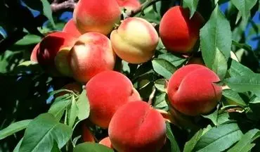 از بهبود بینایی تا کاهش التهاب با این میوه تابستانی