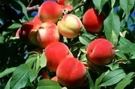از بهبود بینایی تا کاهش التهاب با این میوه تابستانی